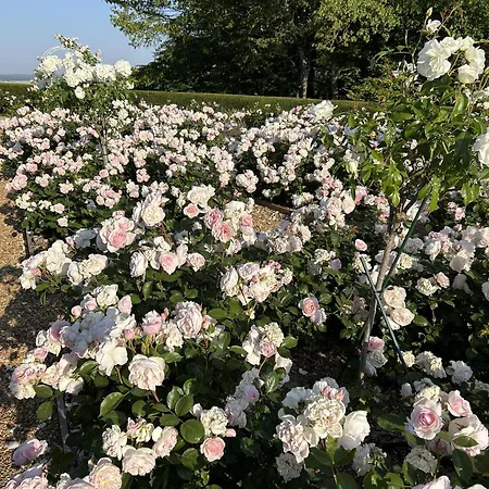 Chateau De Casa vacanze Montmirail (Sarthe)